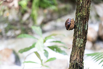 The buds of Rafflesia rise directly from the lower stems of their host plants. It has the largest flowers in the world.