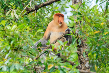 proboscis monkey or nasalis larvatus