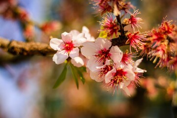 Selective focus shot of Apple Blossom flowers on its tree