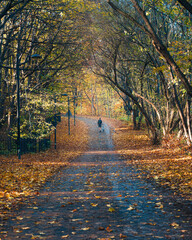 Wspaniały krajobraz podczas złotej polskiej jesieni w Warszawskim lasku BIelańskim © af-mar
