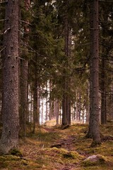 Beautiful landscape of a green enchanted forest in a vertical shot