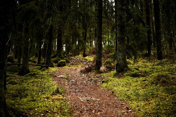 Fototapeta premium Beautiful landscape of a green enchanted forest