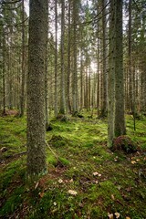 Beautiful landscape of a green enchanted forest in a vertical shot