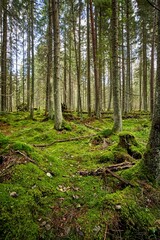 Fototapeta na wymiar Beautiful landscape of a green enchanted forest in a vertical shot