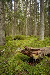 Beautiful landscape of a green enchanted forest in a vertical shot