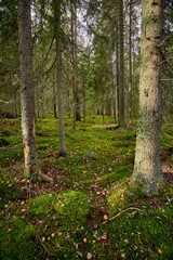 Beautiful landscape of a green enchanted forest in a vertical shot