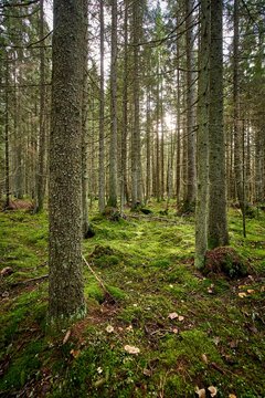 Fototapeta Beautiful landscape of a green enchanted forest in a vertical shot