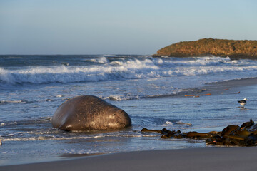 Male Southern Elephant Seal (Mirounga leonina) lying on a sandy beach on Sea Lion Island in the...