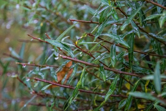 Closeup of tree branches with green leaves in a garden