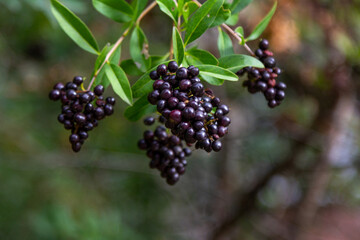 Close up black berries on brunches of a bush of wild privet (Ligustrum vulgare), growing in the garden