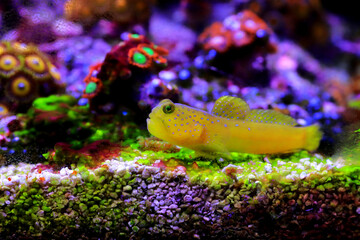 Yellow watchmen goby fish - (Cryptocentrus cinctus)