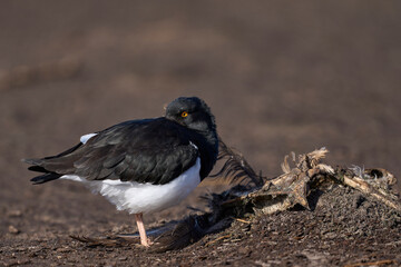 Magellanic Oystercatcher (Haematopus leucopodus) on the coast of Sea Lion Island on the Falkland Islands.