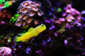 Yellow watchmen goby fish - (Cryptocentrus cinctus)
