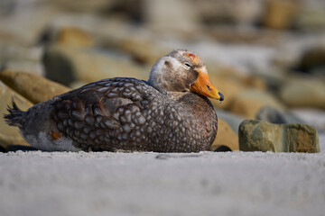 Falkland Steamer Duck (Tachyeres brachypterus) on the coast of Sea Lion Island in the Falkland...