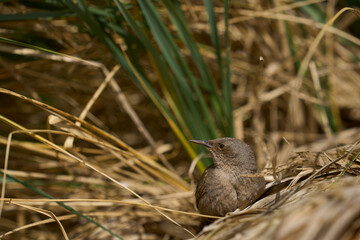 Cobb's Wren (Troglodytes cobbi) on tussock grass on the coast of Sea Lion Island in the Falkland...