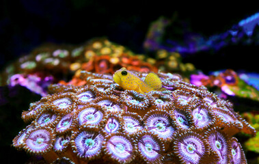Yellow watchmen goby fish - (Cryptocentrus cinctus)