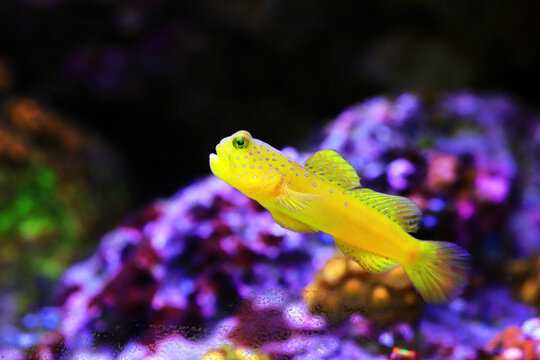 Yellow watchmen goby fish - (Cryptocentrus cinctus)
