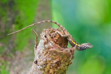 Closeup shot of a lizard