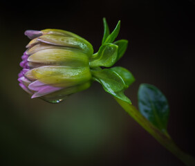 Dahlia bud in a neighborhood garden, Atlanta, Georgia