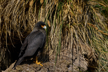 Striated Caracara (Phalcoboenus australis) on the coast of Sea Lion Island in the Falkland Islands.