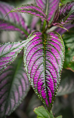 Persian shield leaves in an Atlanta, Georgia neighborhood garden