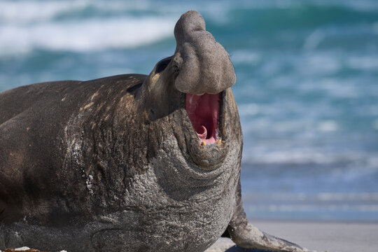 Male Southern Elephant Seal (Mirounga leonina) with mouth open and roaring during the breeding season on Sea Lion Island in the Falkland Islands.