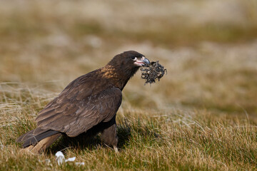 Striated Caracara (Phalcoboenus australis) carrying the bones of a dead bird on Sea Lion Island in the Falkland Islands.