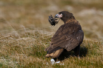 Striated Caracara (Phalcoboenus australis) carrying the bones of a dead bird on Sea Lion Island in the Falkland Islands.