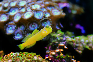 Yellow prawn-goby - (Cryptocentrus cinctus)