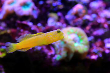 Yellow prawn-goby - (Cryptocentrus cinctus)