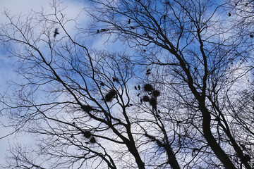 Hohe Bäume bildfüllend Blick nach oben Silhouetten gegen den blauen Himmel mit weißen Wolken kahle Äste mit Vogelnestern herumfliegende Vögel