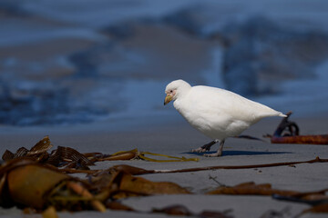 Pale-faced Sheathbill (Chionis albus) on the coast of Sea Lion Island in the Falkland Islands.                   