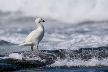 Fototapeta premium Male Kelp Goose (Chloephaga hybrida malvinarum) on the rocky coast of Sea Lion Island in the Falkland Islands.