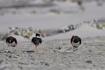 Magellanic Oystercatcher (Haematopus leucopodus) on the coast of Sea Lion Island on the Falkland...