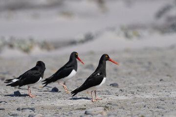 Magellanic Oystercatcher (Haematopus leucopodus) on the coast of Sea Lion Island on the Falkland...