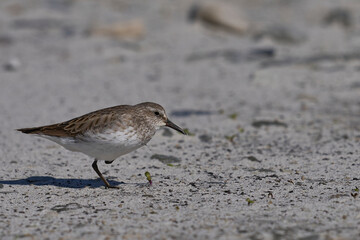 White-rumped Sandpiper (Calidris fuscicollis) searching for food along the coast of Sea Lion Island in the Falkland Islands