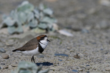 Two-banded Plover (Charadrius falklandicus) foraging amongst flowering Sea Cabbage plants (Senecio...