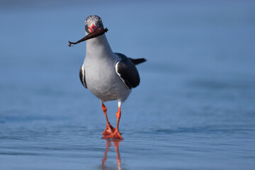 Dolphin Gull (Leucophaeus scoresbii) on the coast of Sea Lion Island in the Falkland Islands