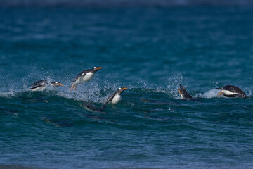 Gentoo Penguins (Pygoscelis papua) coming ashore after feeding at sea on Sea Lion Island in the...