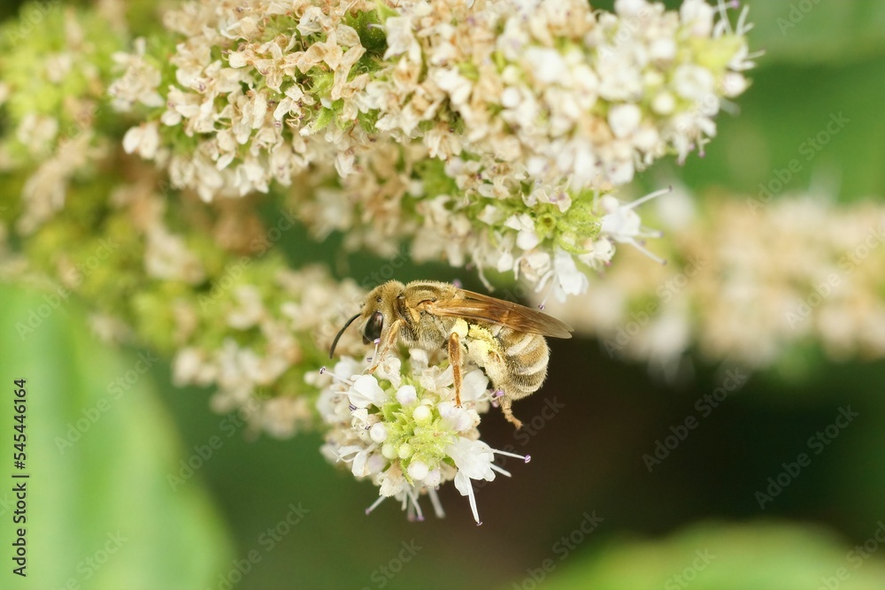 Wall mural shallow focus shot of a golden furrow bee on white mint flowers in the garden with blur background