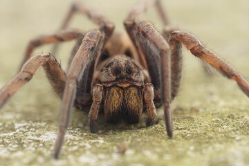 Macro focus shot of a hogna radiata spider standing on the ground with blur background