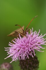 Shallow focus shot of a dock bug (Coreus marginatus) sitting on creeping thistle flower