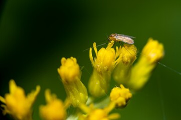 Closeup shot of an insect on a flower