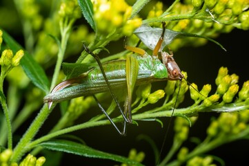 Closeup shot of a short-winged conehead