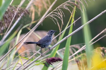 Closeup shot of a perched bird on a branch