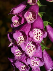 Close-up on pink foxglove flower of the poisonous plant Digitalis purpurea