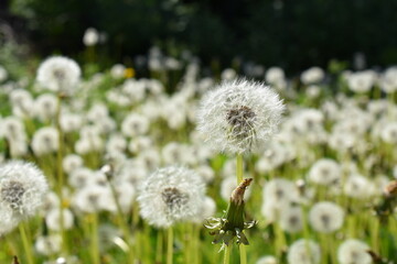 Big field of dandelion taraxacum vulgare seed