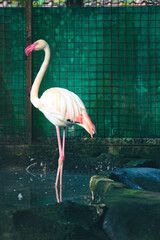 This is a photo of a flamingos at the Zoo. F