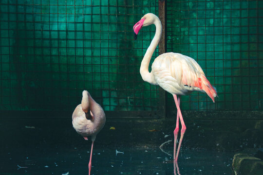 This is a photo of a flamingos at the Zoo. F