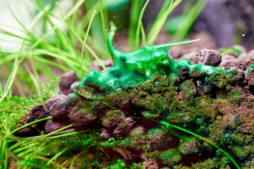 A close-up macro shot of a blue-green algae in the aquarium. Cyano bacteria.